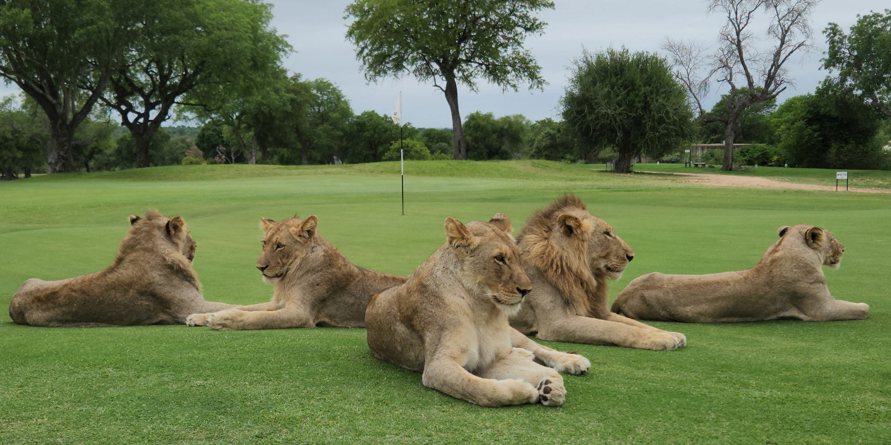 5 lions lying on the green of skukuza golf course Kruger national park