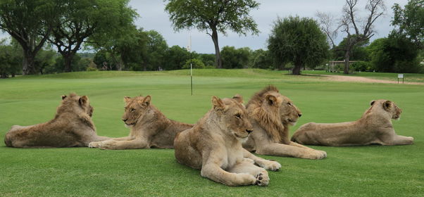 Kruger Park Golfing Safari Promotion (R19 400)