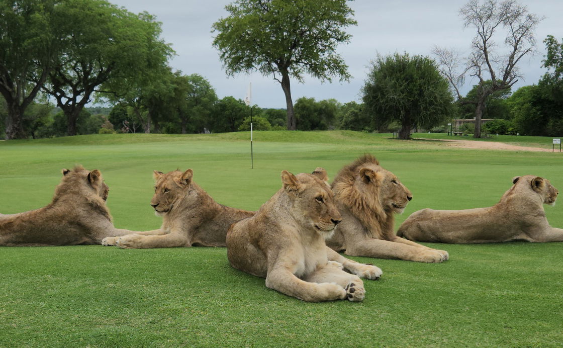 Kruger Park Golfing Safari Promotion (R19 400)