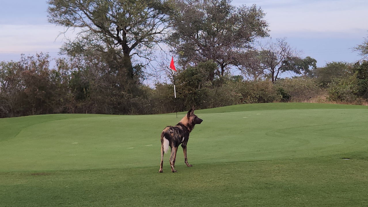 wild dog staring at flag post on green of skukuza golf course