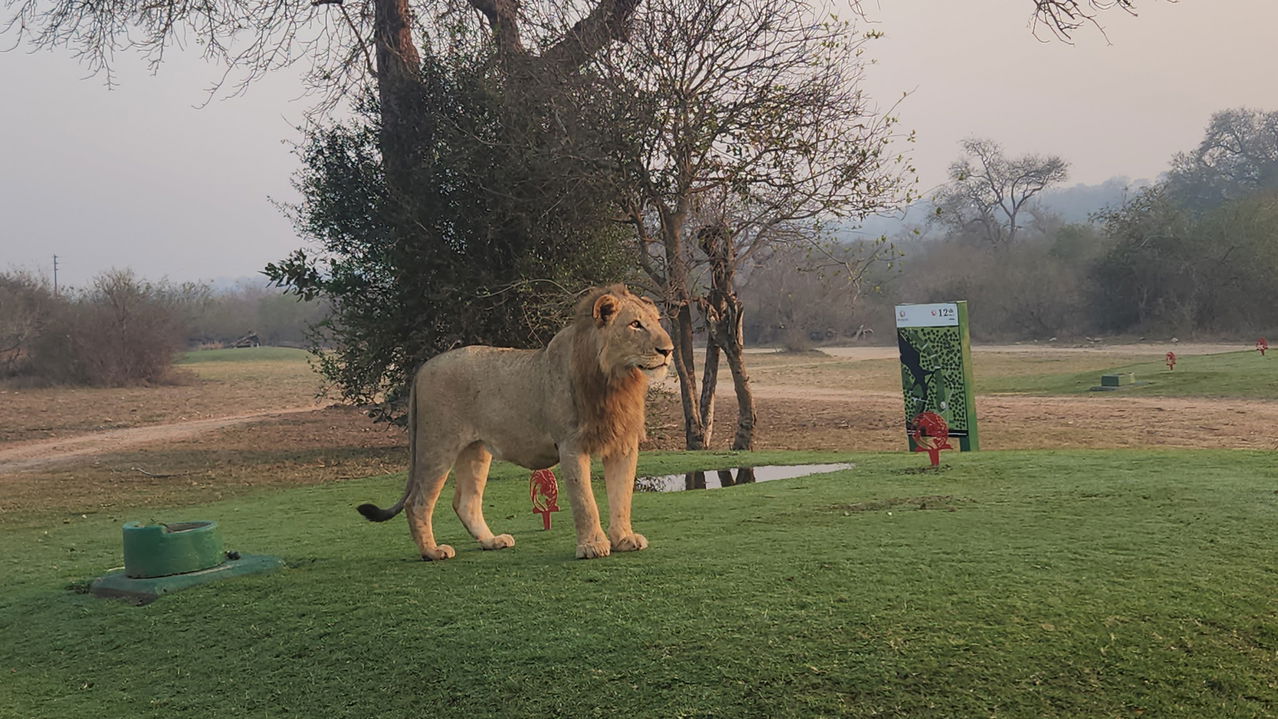male lion standing on tee box of skukuza golf course Kruger national park