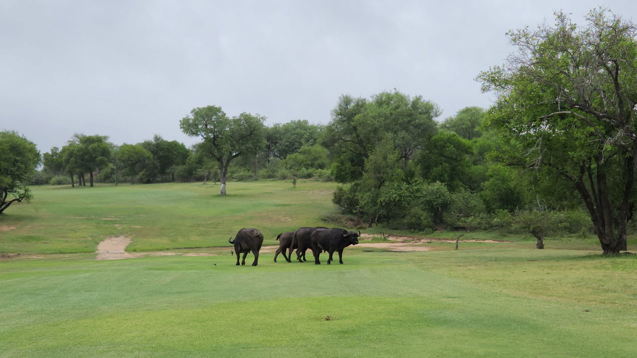 herd of buffaloes on the fairway of Skukuza Golf Course Kruger national Park