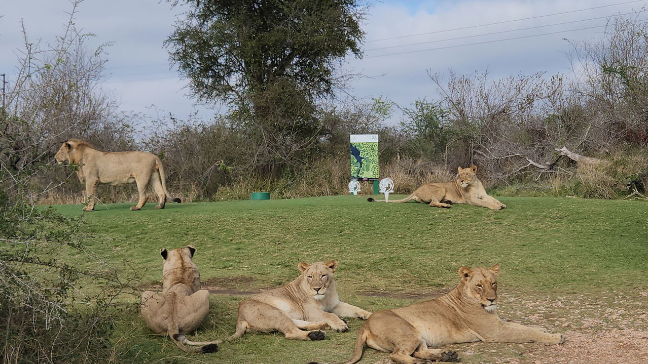 lions lying around the tee box of Skukuza Golf Course Kruger national Park