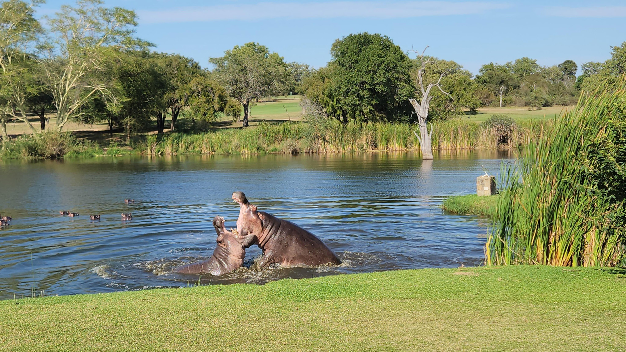 hippos at clubhouse waterhole at skukuza golf course