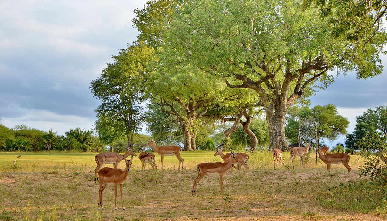 impalas on fairway of skukuza golf course