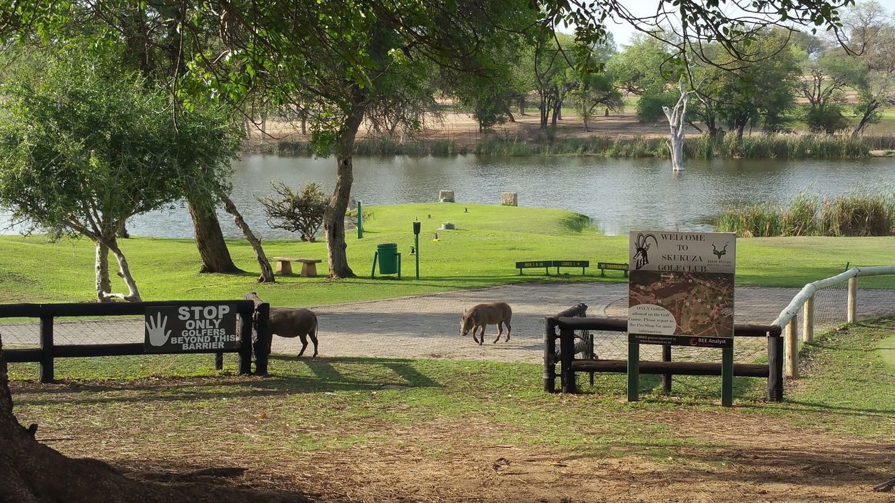 warthogs near clubhouse of Skukuza golf course