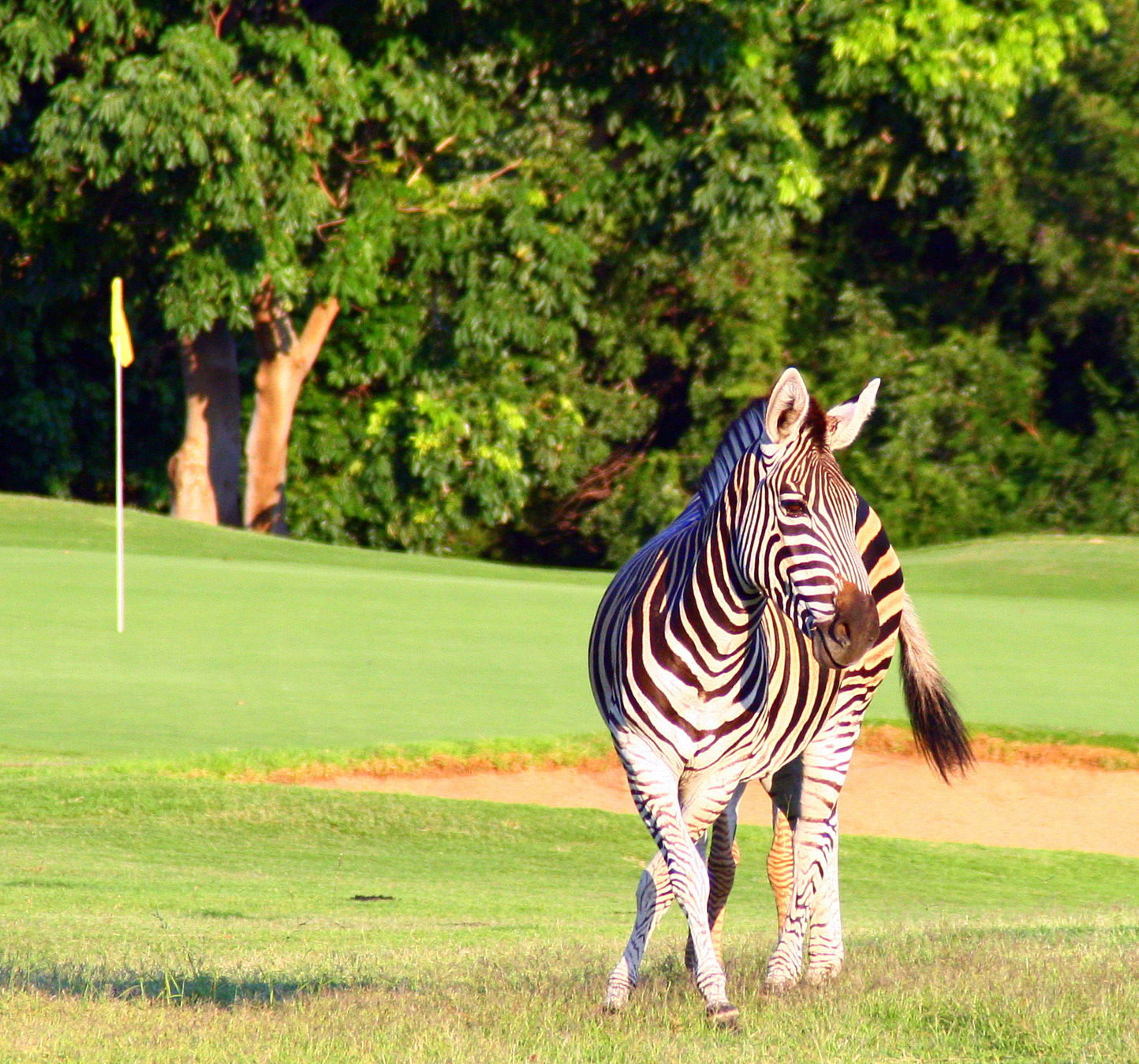 Zebra on fairway with green in background of skukuza golf club