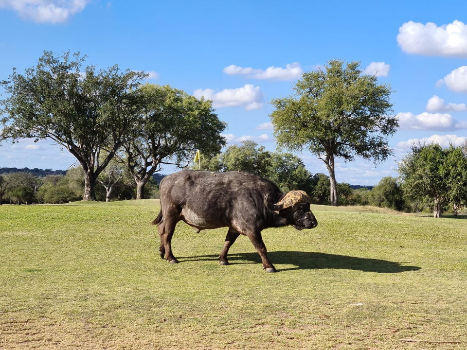 Buffalo bull walking over the tee box on Skukuza golf course