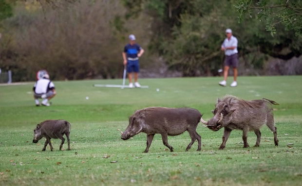 Three warthogs on fairway at skukuza golf course with golf players Three warthogs on fairway at skukuza golf course with golf players
