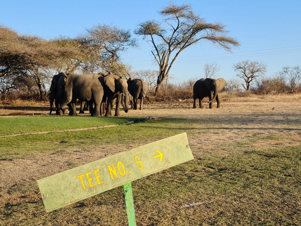 herd of elephants on fairway of skukuza golf club