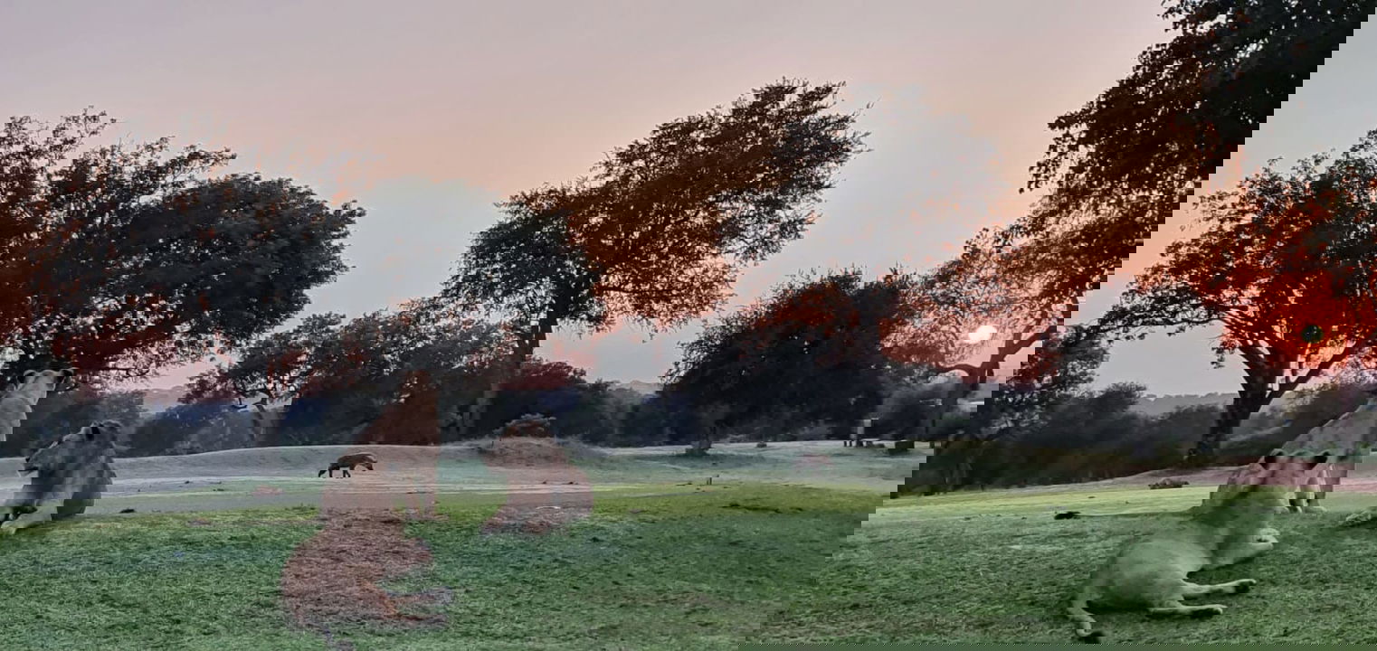 lions on tee box of Skukuza Golf Course Kruger national Park