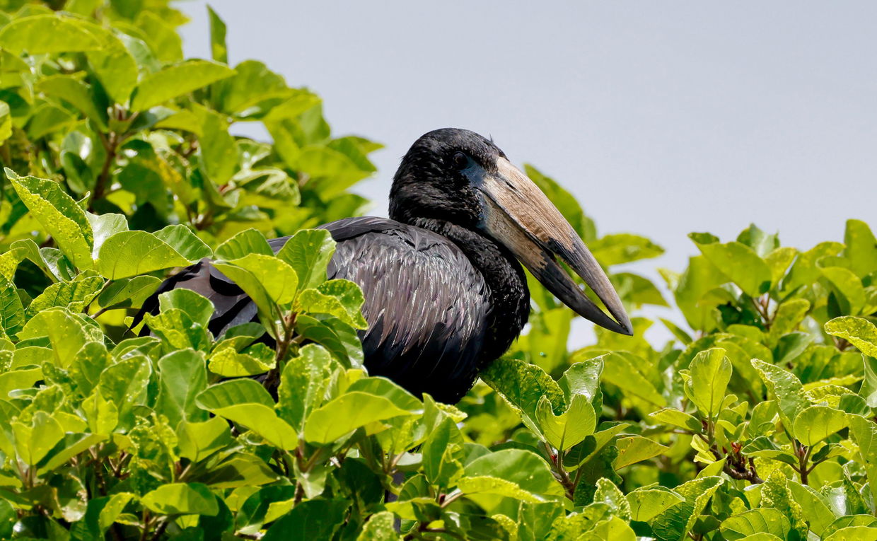 openbill in thick water vegetation in kruger national park openbill in thick water vegetation in kruger national park