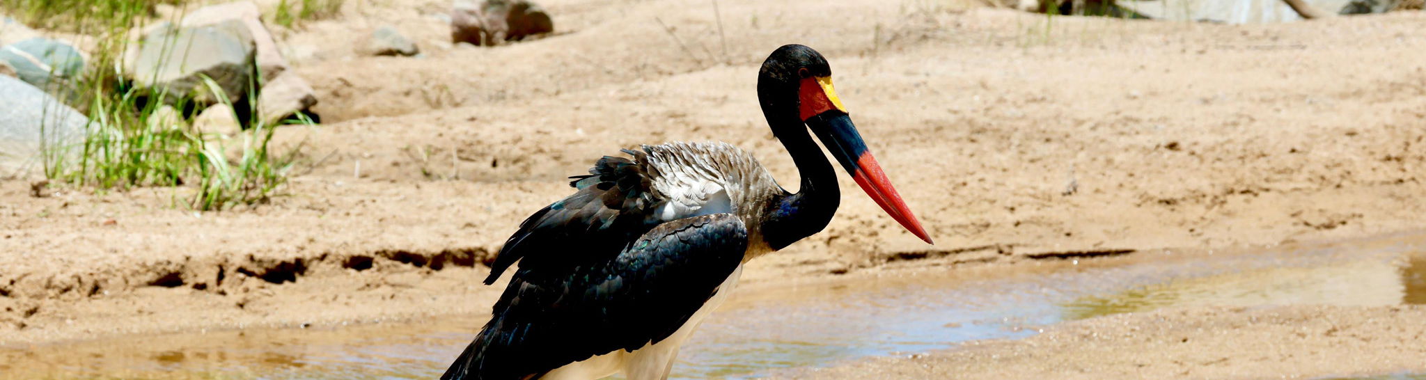 saddle bill stork at waterhole in Kruger National Park