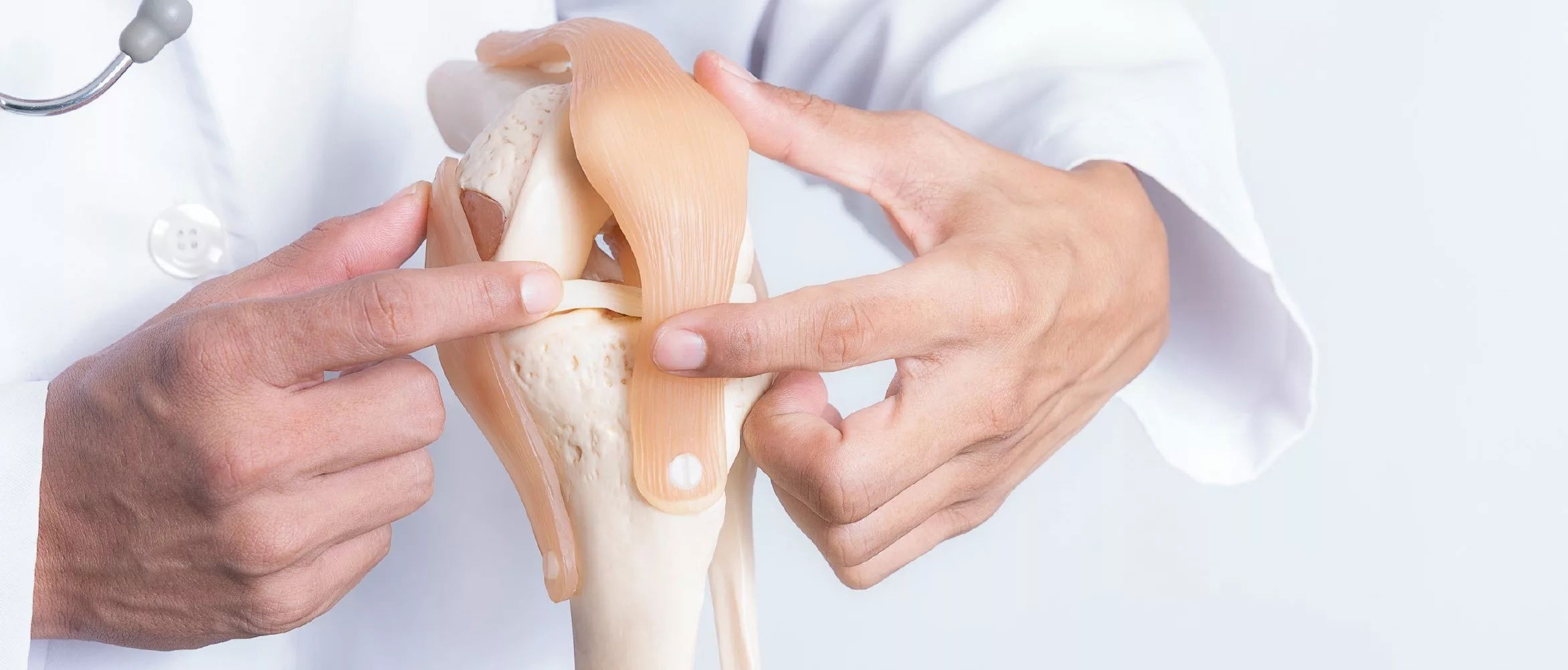 doctor showing on knee model where ligaments are