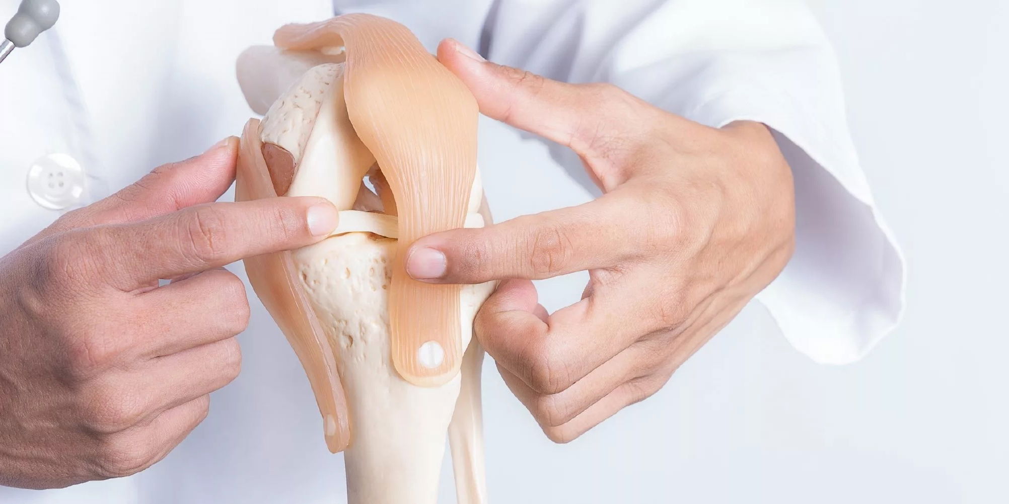 doctor showing on knee model where ligaments are