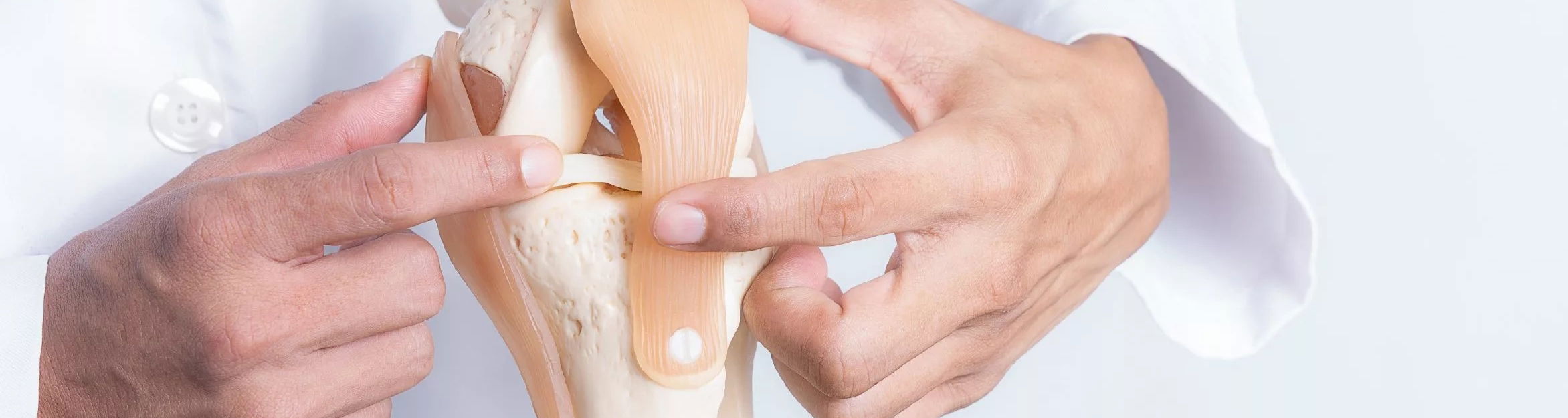 doctor showing on knee model where ligaments are