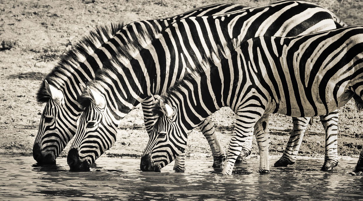Three Zebras drinking at watering hole in monochrome