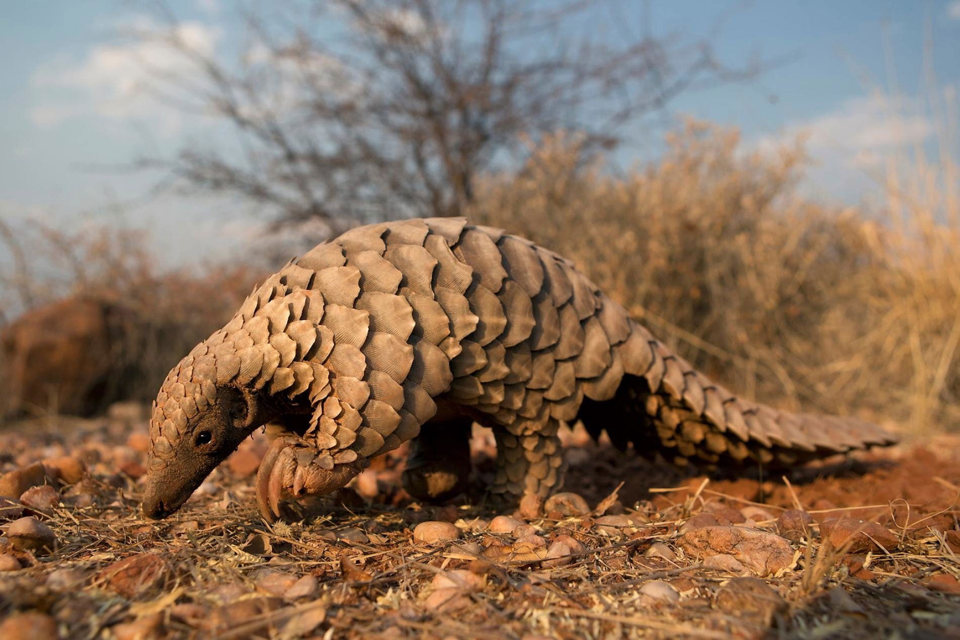 pangolin viewed from the side in daylight foraging in Kruger national park