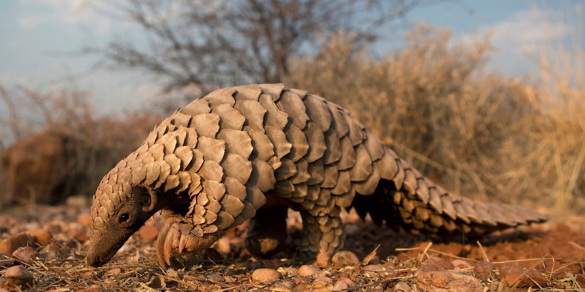 pangolin viewed from the side in daylight foraging in Kruger national park