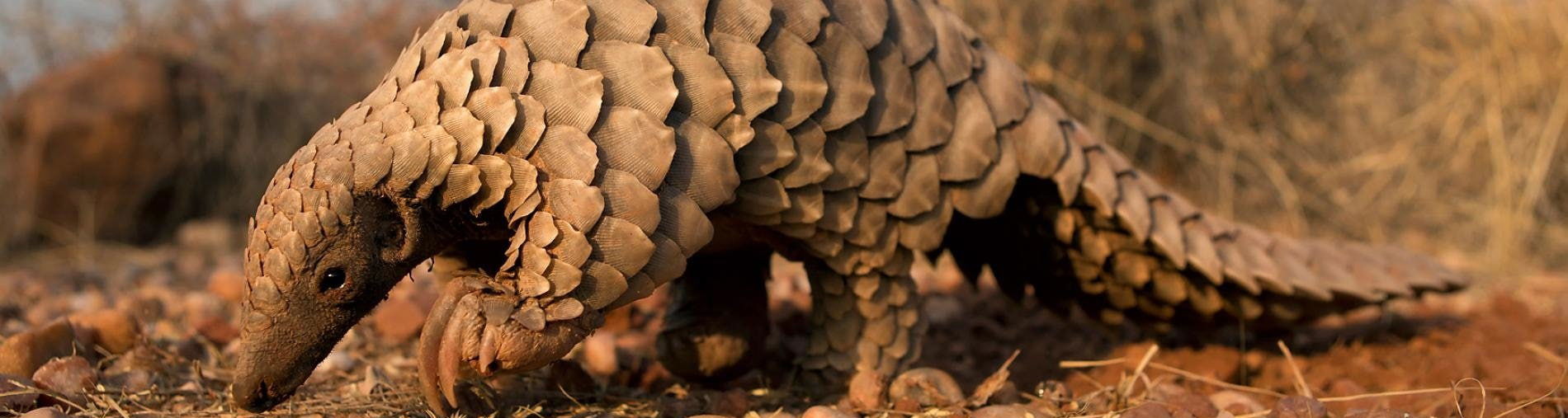 pangolin viewed from the side in daylight foraging in Kruger national park