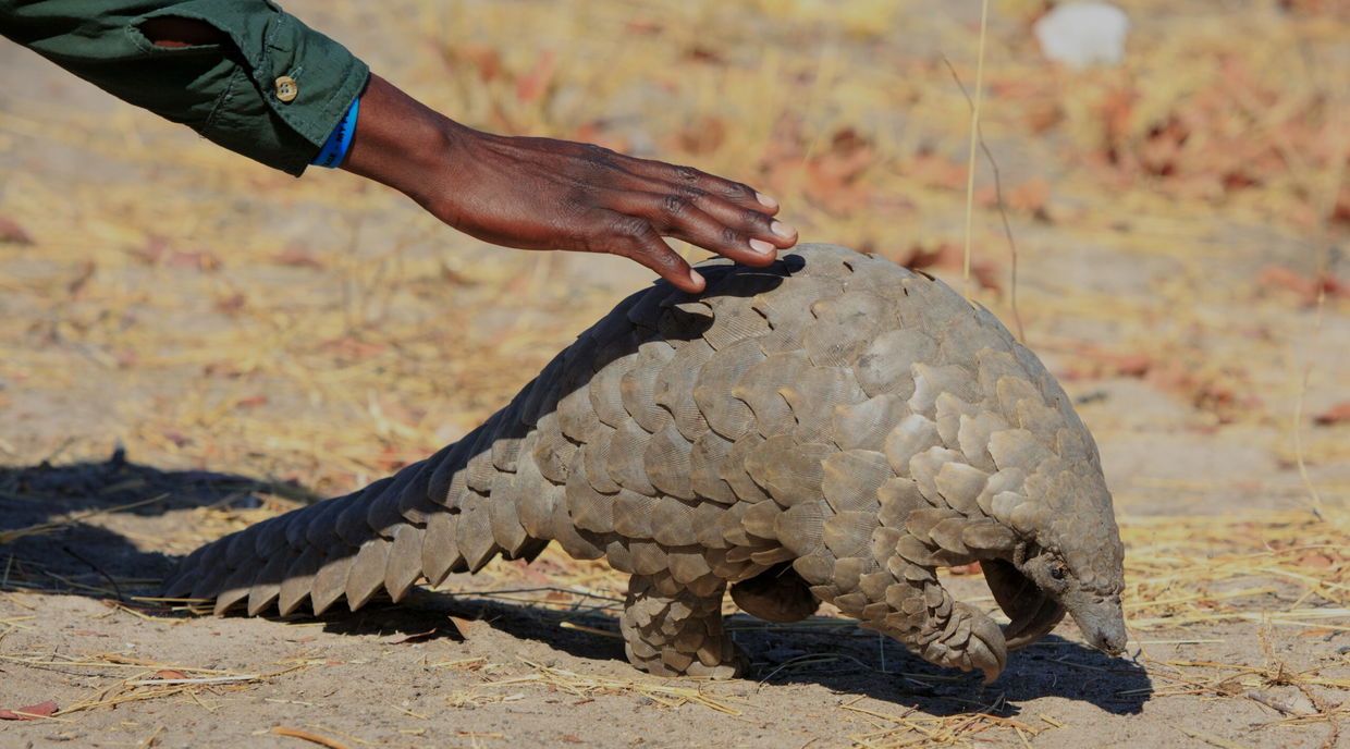 bush guide patting an African pangolin on the back in Kruger national park