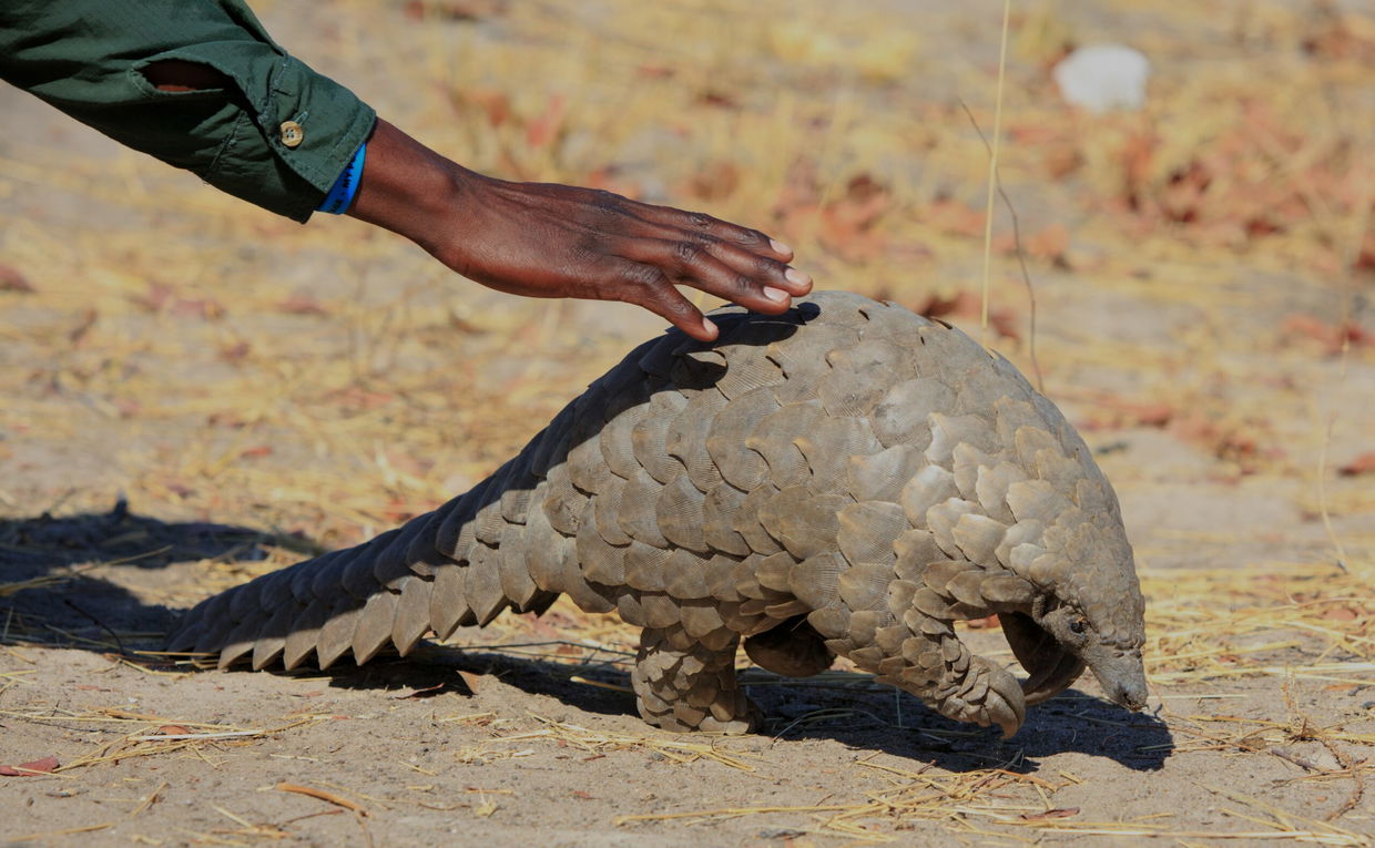 bush guide patting an African pangolin on the back in Kruger national park