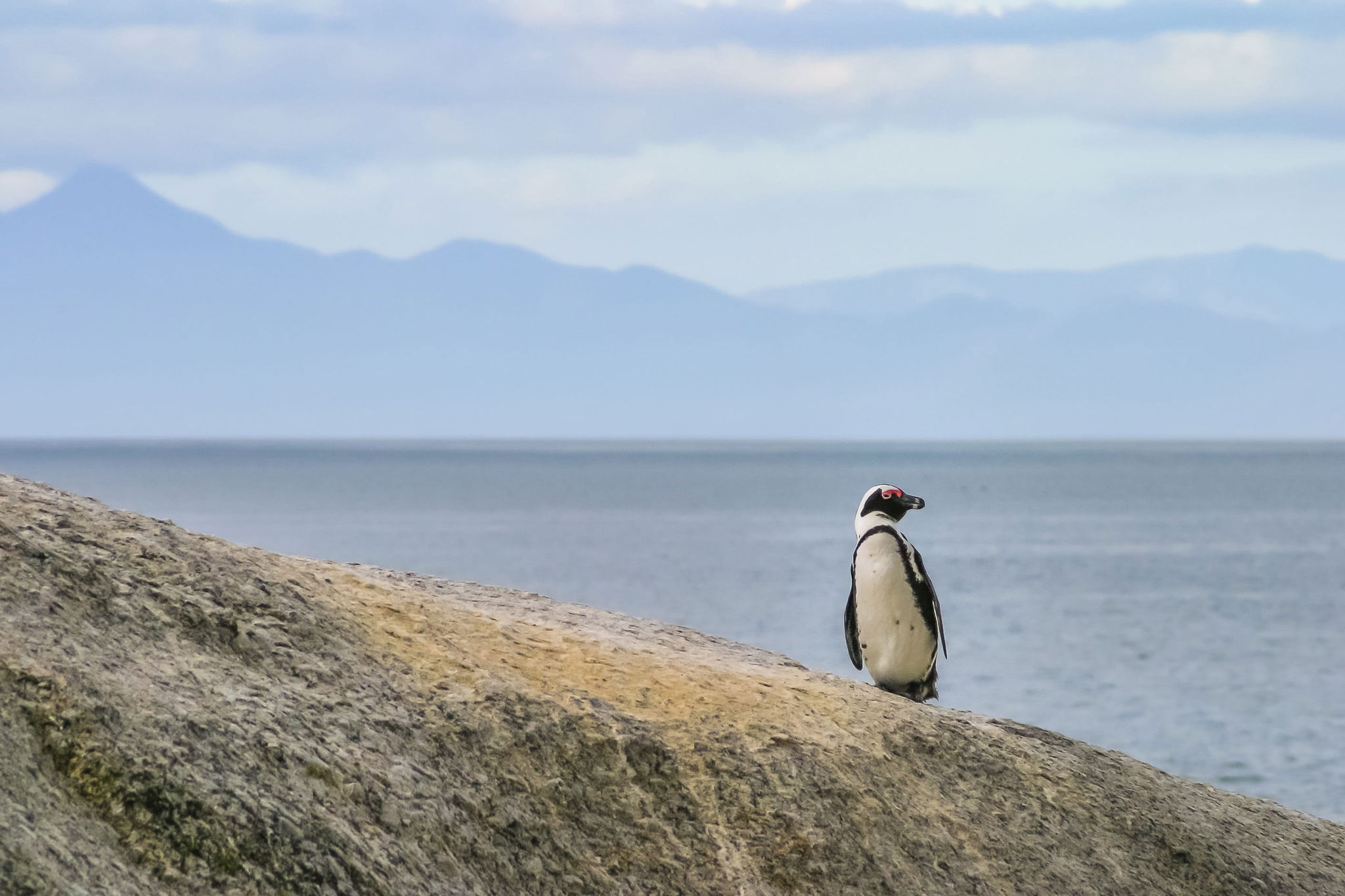 penguin on a rock facing sideways at cape town boulders beach