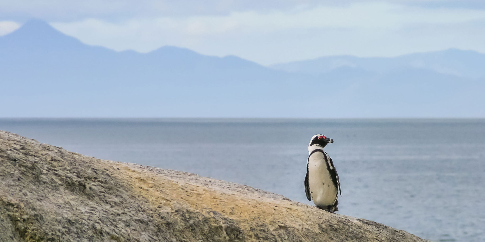 penguin on a rock facing sideways at cape town boulders beach