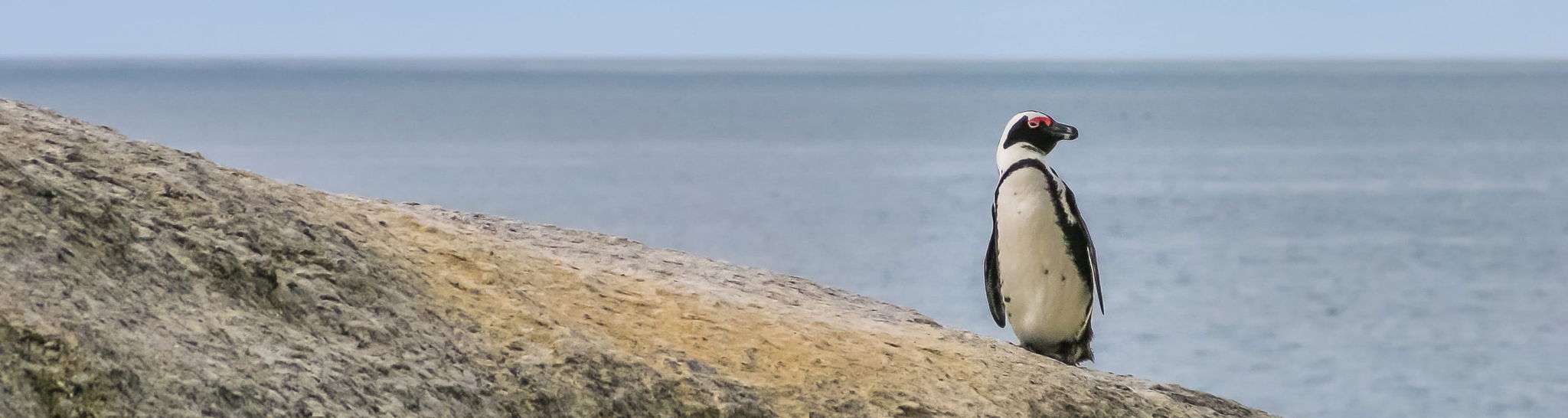penguin on a rock facing sideways at cape town boulders beach