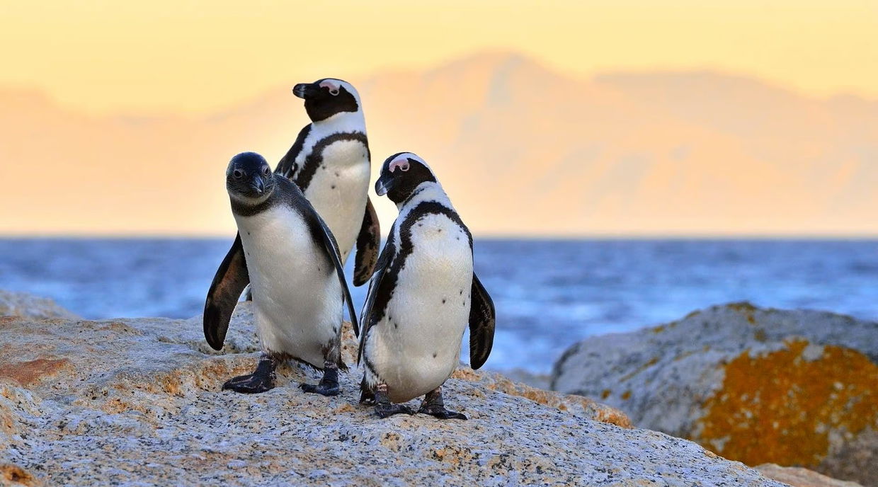 three penguins on a rock at boulders beach cape town
