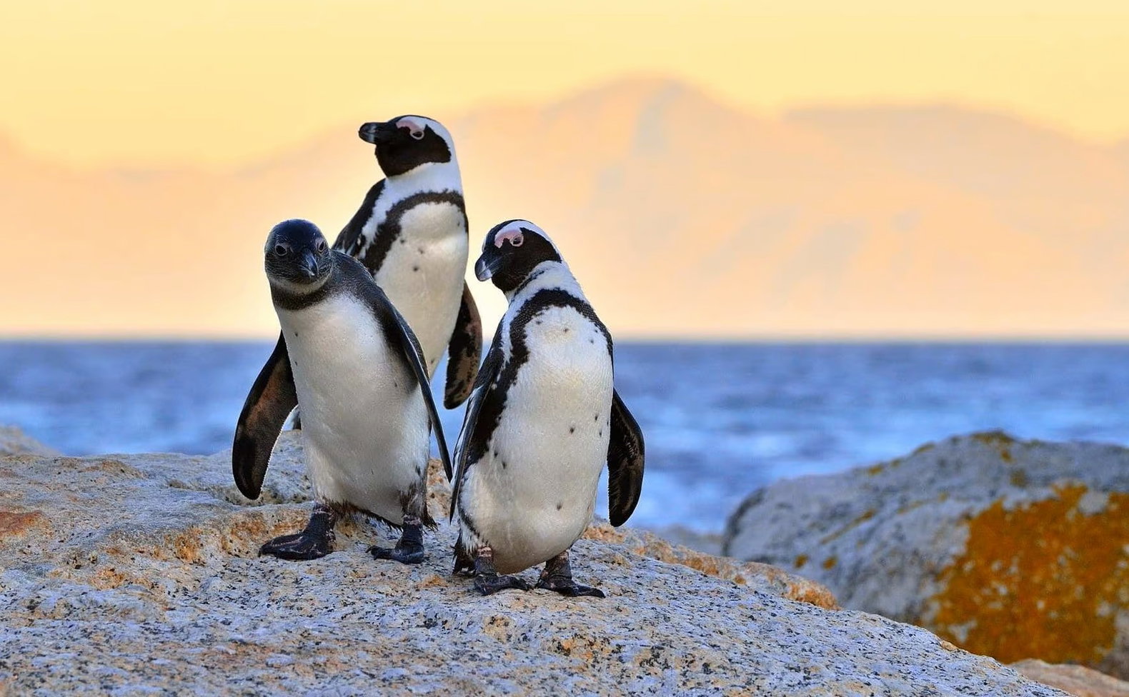 three penguins on a rock at boulders beach cape town