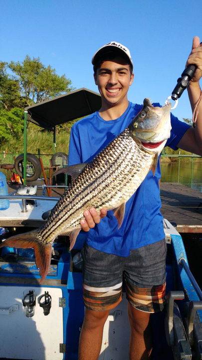 tigerfish caught off boat held by fisherman with lip grabber