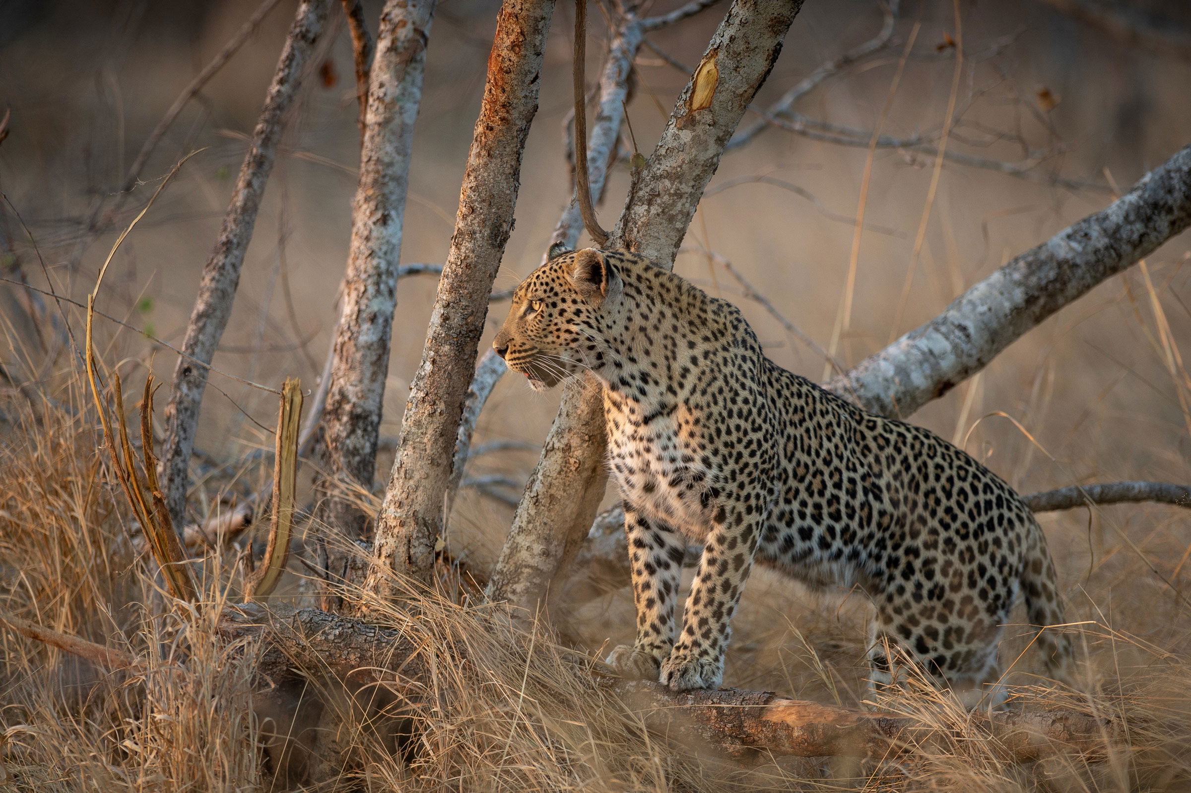 male leopard looking at sunrise Kruger national park