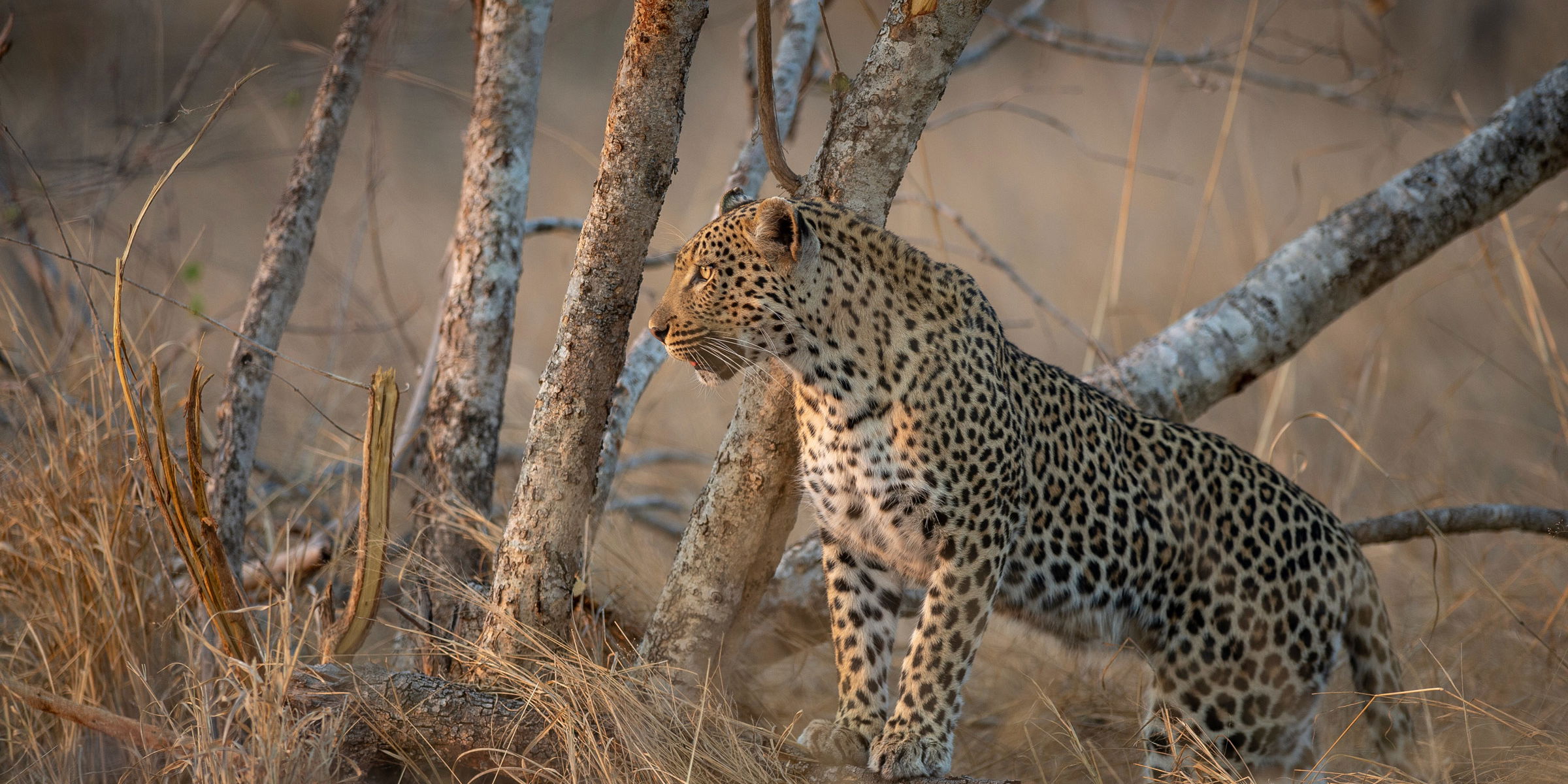 male leopard looking at sunrise Kruger national park