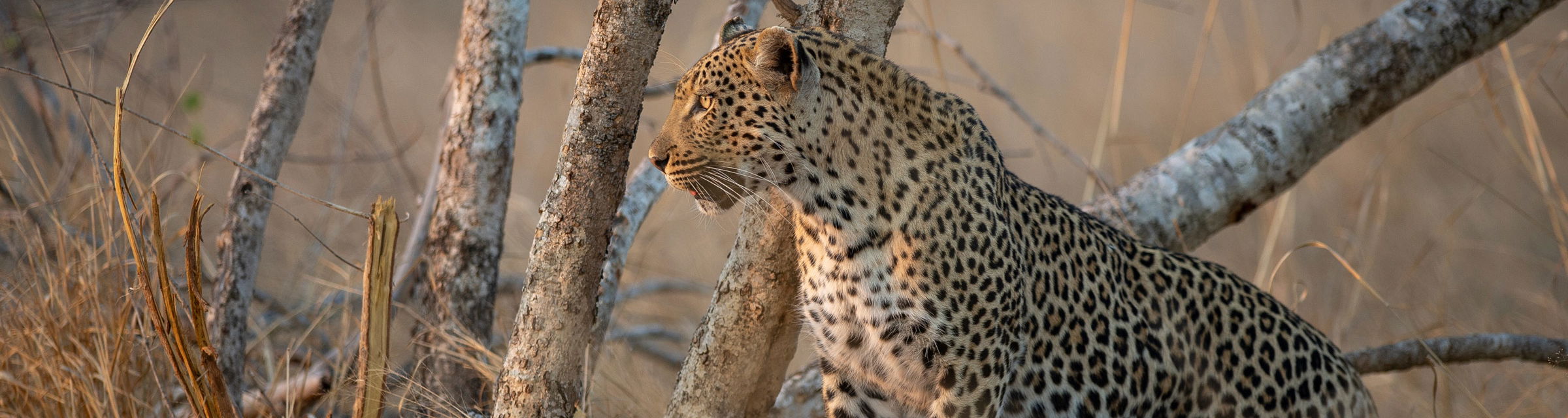 male leopard looking at sunrise Kruger national park