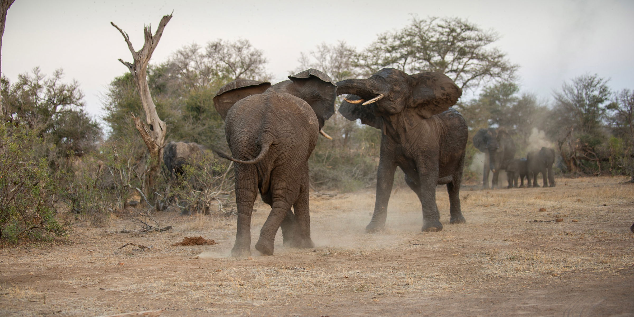 two bull elphants fighting in riverbed with other elephants onlooking in Kruger national park