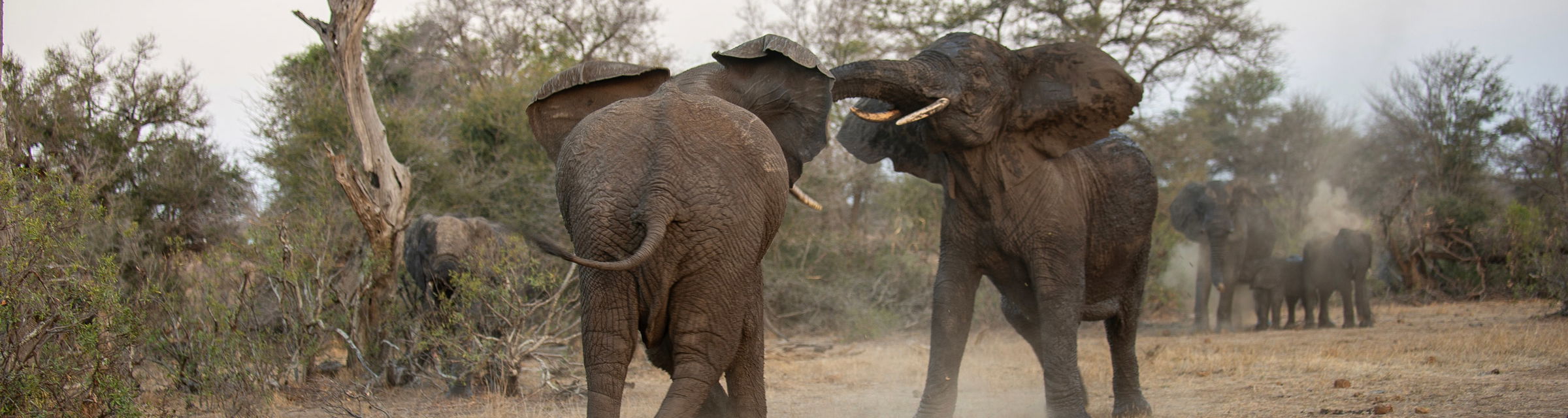two bull elphants fighting in riverbed with other elephants onlooking in Kruger national park