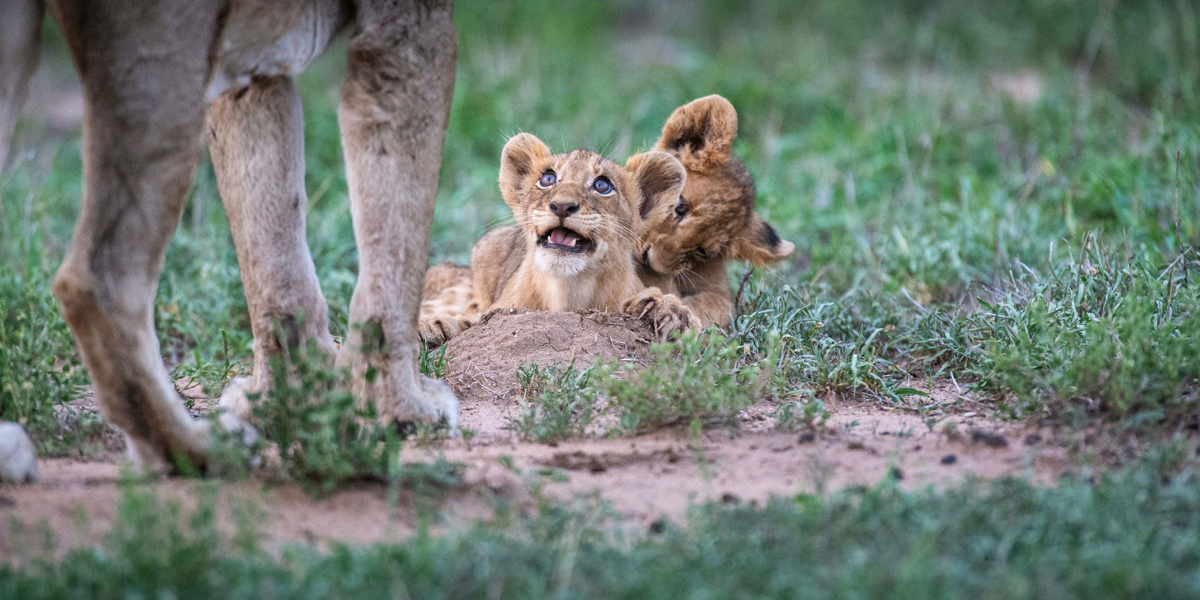 two lion cubs lying in grass looking up at lioness Kruger national park
