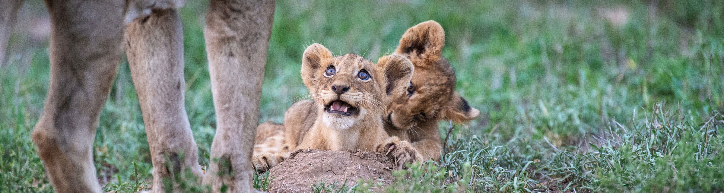 two lion cubs lying in grass looking up at lioness Kruger national park
