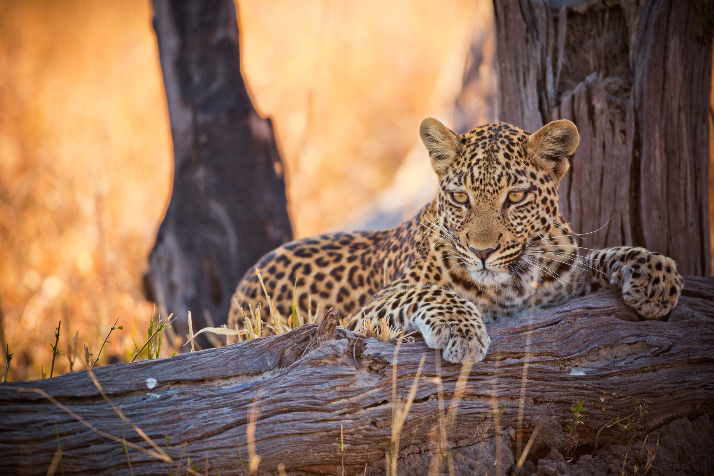 young leopard lying over a branch in Kruger national park