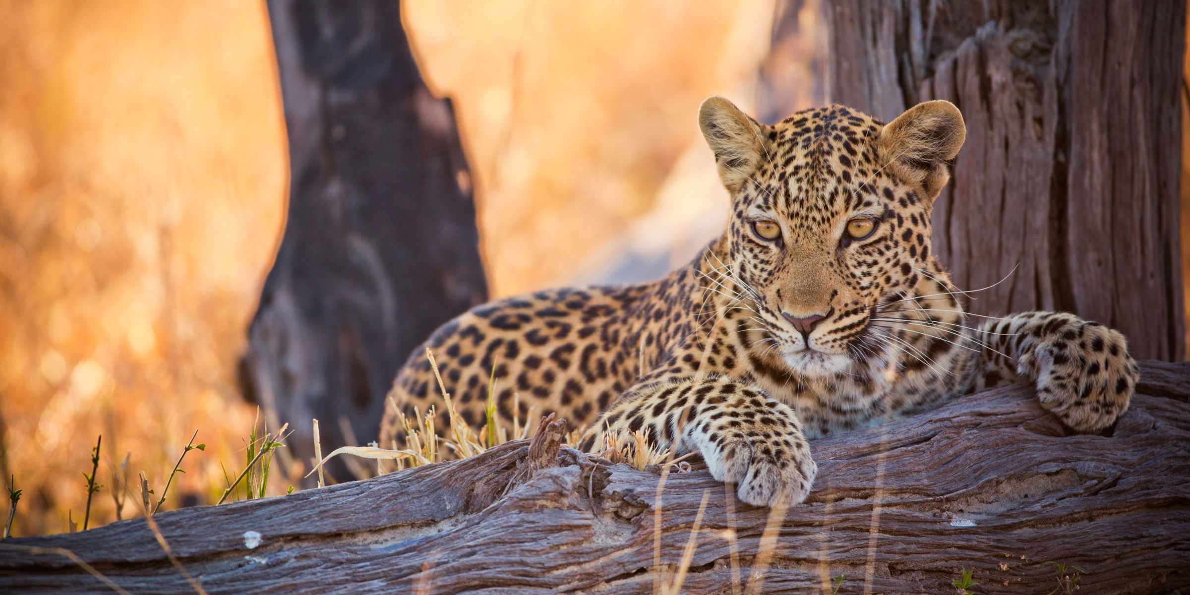 young leopard lying over a branch in Kruger national park