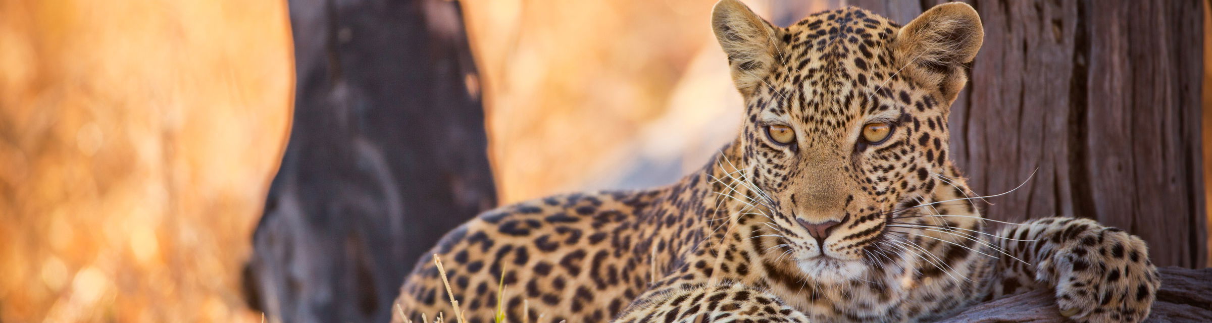 young leopard lying over a branch in Kruger national park
