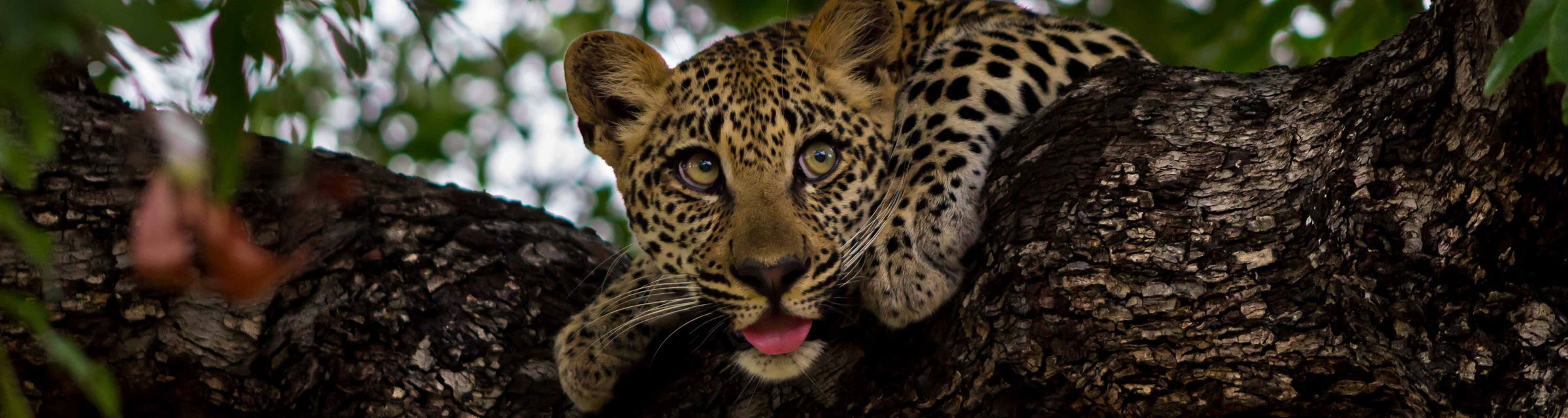young leopard lying in tree with tongue out at ulusaba safari lodge