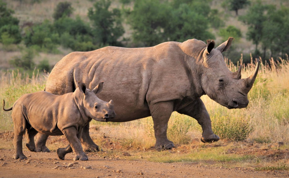 mom and baby rhino walking on gravel road Kruger national park