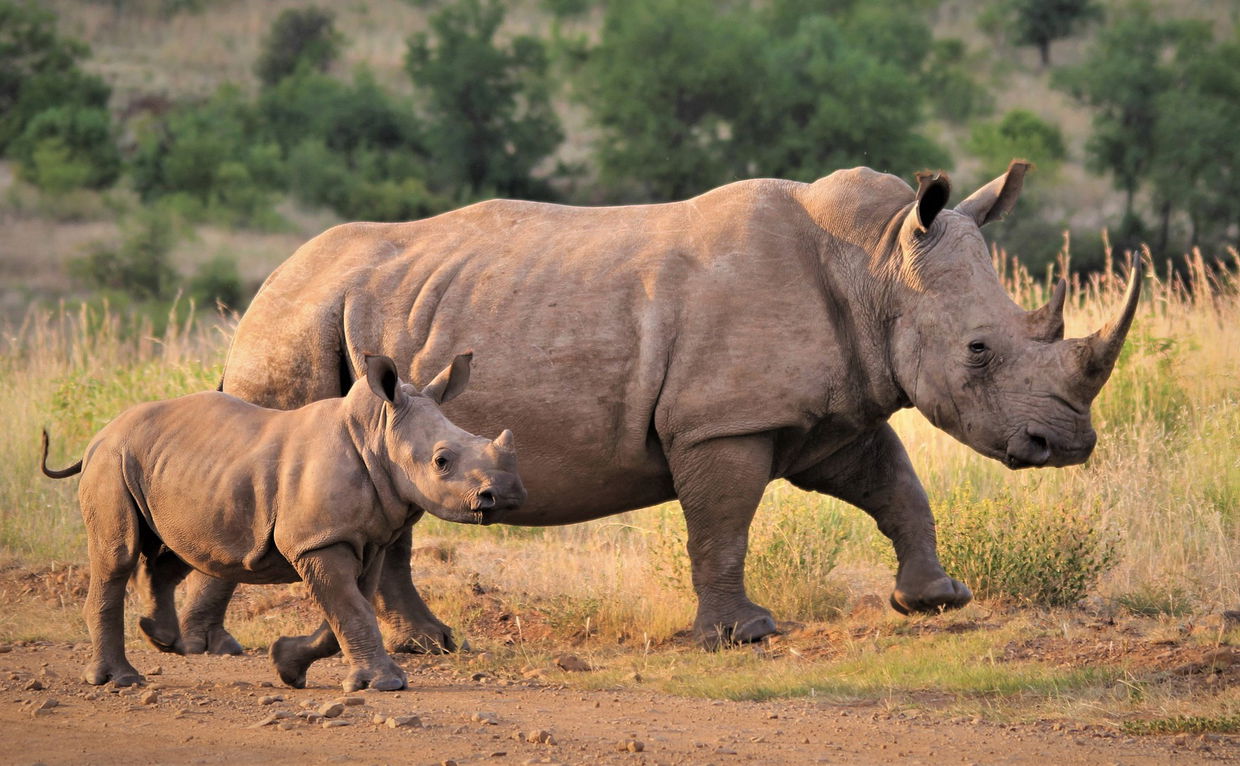 mom and baby rhino walking on gravel road Kruger national park