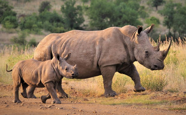 mom and baby rhino walking on gravel road Kruger national park mom and baby rhino walking on gravel road Kruger national park