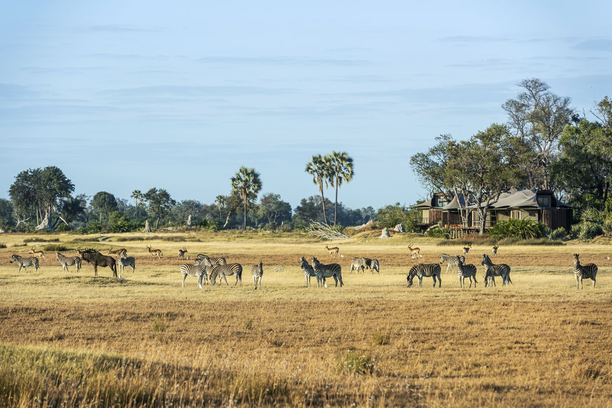 zebras and antelopes in from of Xigera safari lodge okavango delta