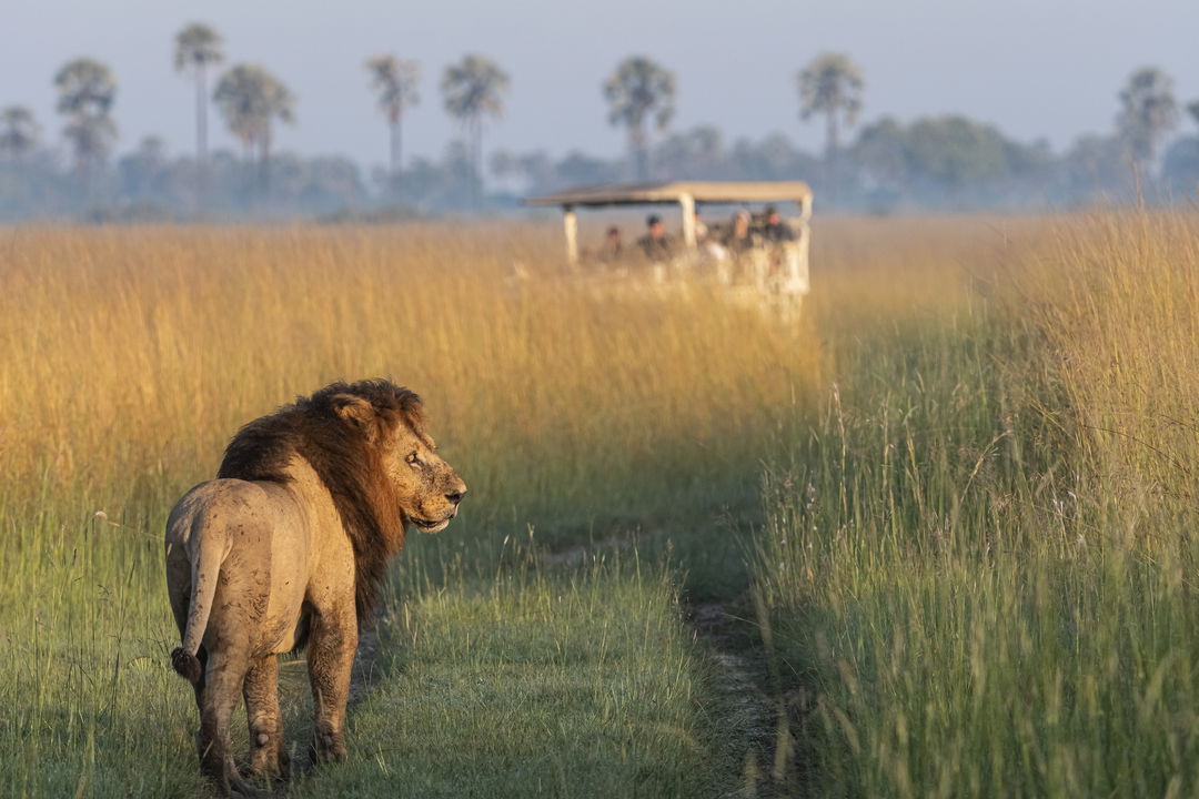 Male lion in Okavango delta looking to the side with safari vehicle in distant background