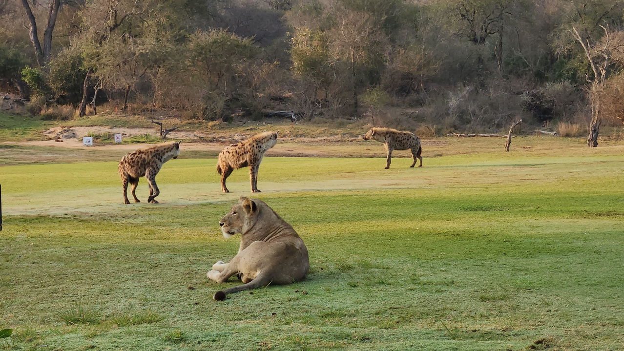 a lion lying down on fairway with three hyenas in background on skukuza golf course