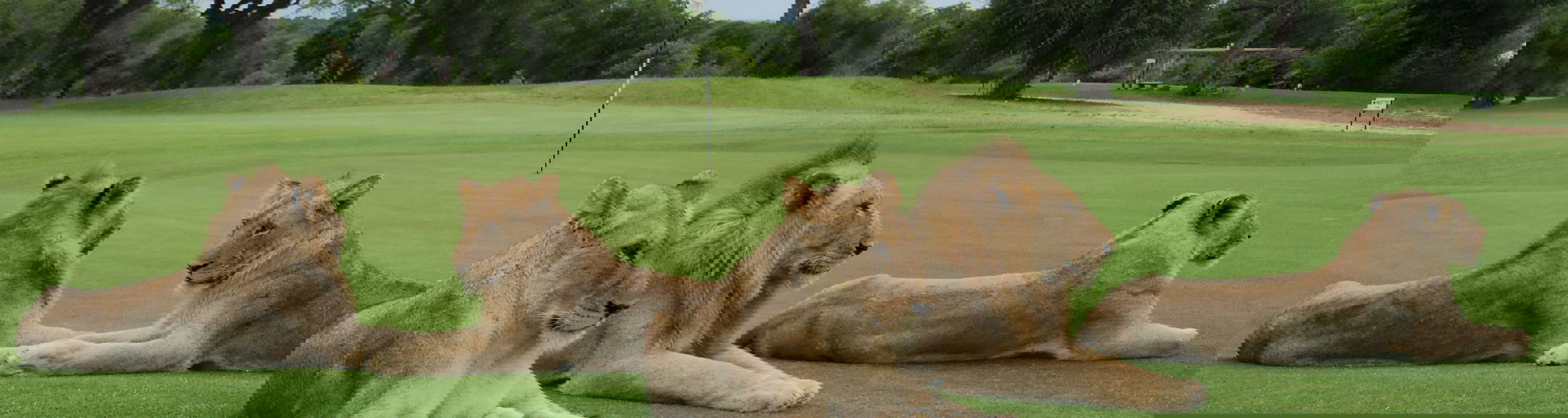 5 lions lying on the green of skukuza golf course kruger national park
